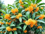 桂花树17公分多少钱