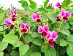东北花芸豆的种植方法