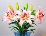 百合花插在水里怎么养