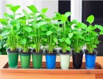 养水培植物用什么水好