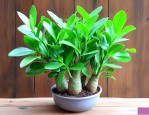多肉植物金钱树怎么养