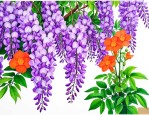 紫藤花和凌霄花哪个好