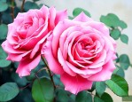 重瓣红玫瑰花怎么种植