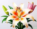 百合花的形状颜色气味