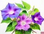牵牛花的特点和特征有