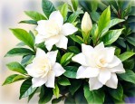 栀子花是怎么种出来的