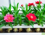 水培花卉有哪些好养的