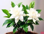 栀子花的养殖方法和扦插
