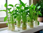 室内什么水培植物好养