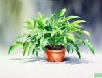 什么植物吸收甲醛最快