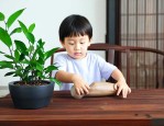 小叶紫檀怎么浇水方法