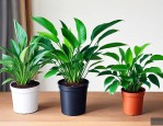 种什么植物可以除甲醛