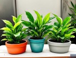 2025年绿植盆栽十大排名