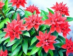 龙船花的养殖方法和注