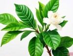 栀子花叶上生虫怎么办