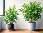 2025年有哪些植物除甲醛
