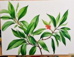 去除甲醛用什么植物好
