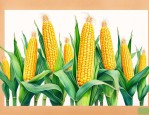 衡玉7182玉米种子