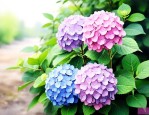绣球花谢花后怎样处理