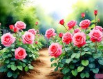 院子里可以栽月季花吗