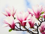 广玉兰花和玉兰花的区别