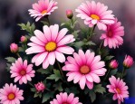 2025年小雏菊花语 粉色