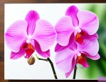 蝴蝶兰谢了还会开花吗