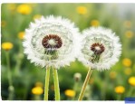 蒲公英籽怎么种植方法