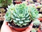 五指山多肉植物怎么养