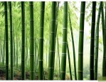 贵州那个地方有罗汉竹