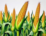 2025年明天玉米种怎么样