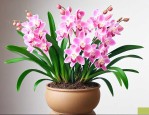 金边兰花怎么养才能开花