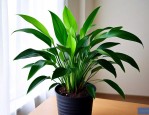室内绿植吸甲醛哪家好