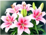 百合花的花期是多少天