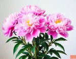 芍药花适合种在家里吗