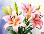 如何让百合花开得更久