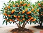 8公分桂花树批发价格