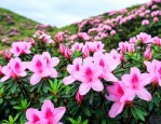 贵州杜鹃花海最佳时间