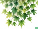 梧桐树叶子.