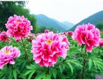 十堰市园林花卉研究所