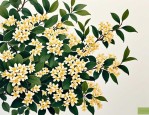 2025年桂花开几次花一年