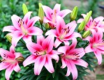 室外粉色百合花好养吗