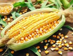 g9919k玉米种子