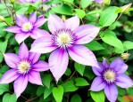 铁线莲怎么种植和养护