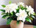 栀子花可以室内养殖吗