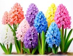 各种颜色的风信子花语