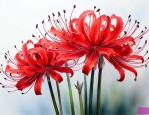 彼岸花红色花语是什么