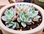 多肉花瓣怎么培育新芽