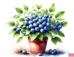 蓝莓可以盆栽吗怎么养