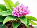 七叶一枝花种子怎么种